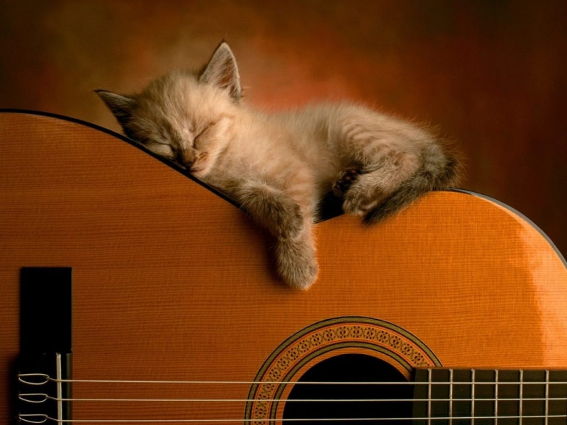 cat & guitar
