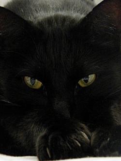 black cat 21