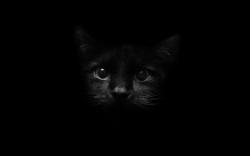 black cat kitten